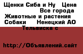 Щенки Сиба и Ну › Цена ­ 35000-85000 - Все города Животные и растения » Собаки   . Ненецкий АО,Тельвиска с.